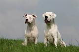 DOGUE ARGENTIN 414